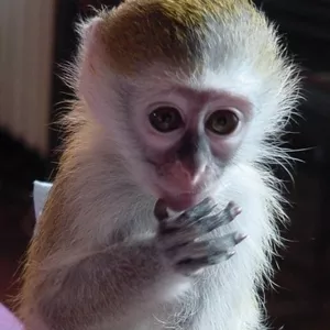 Милый ребенок капуцин обезьян 
