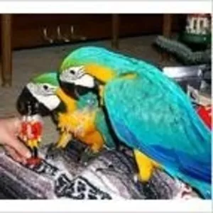 синий и золотой попугаев ара.
