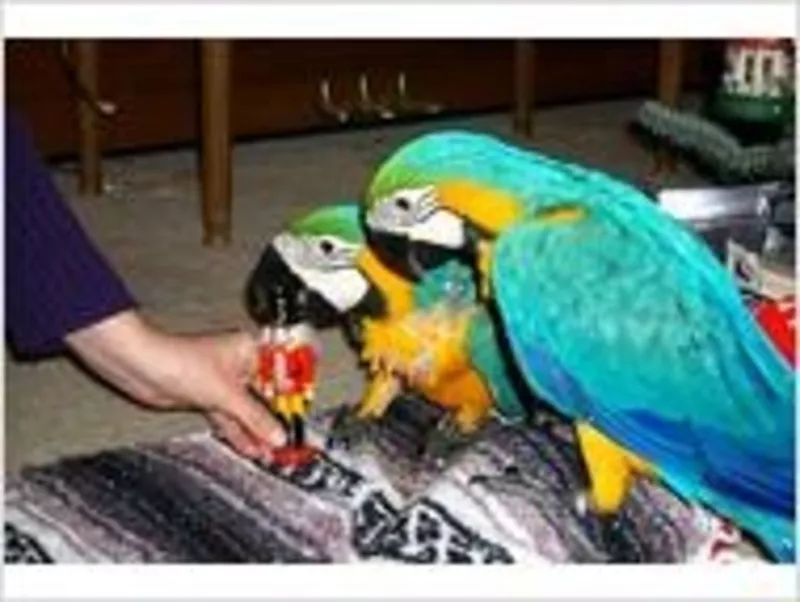 синий и золотой попугаев ара.